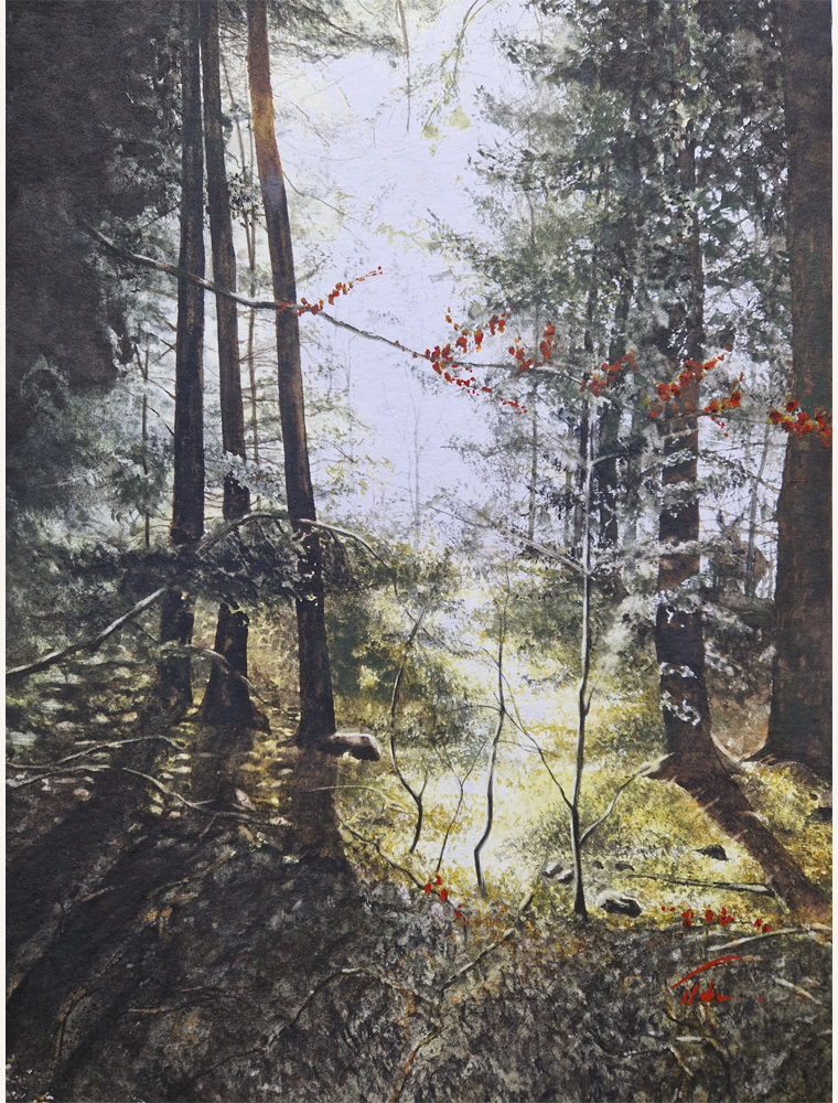 Light at the edge of the forest